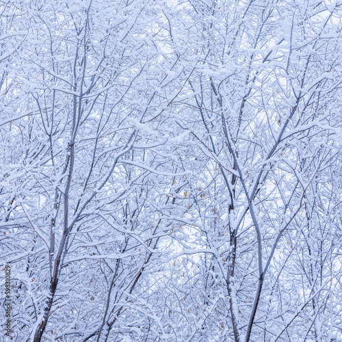 Wallpaper Mural Fresh snow on tree branches Torontodigital.ca