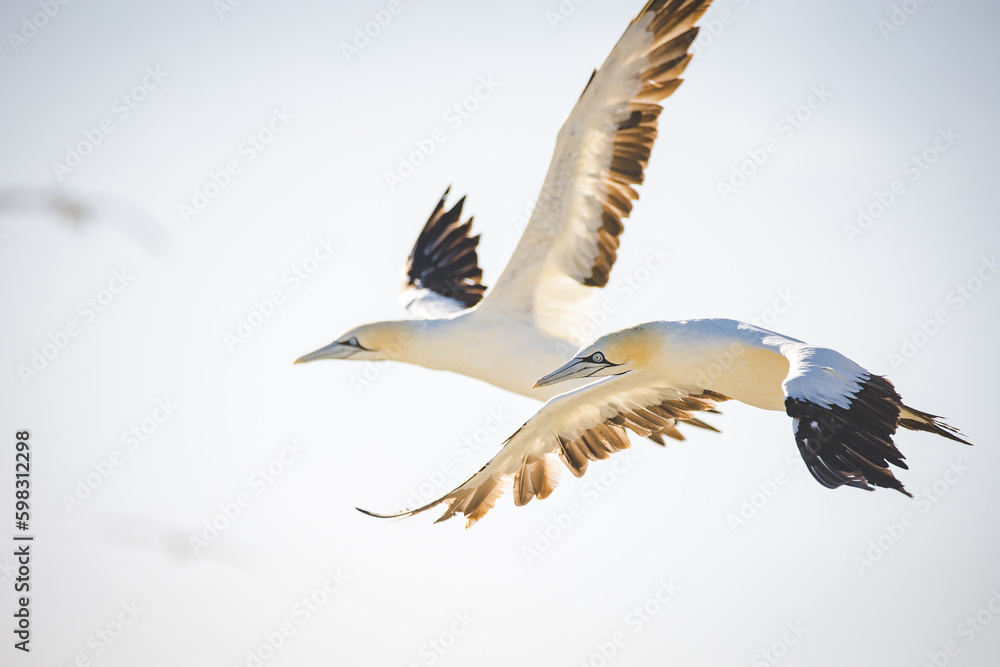 Obraz premium Close up image of a Cape Gannet bird in a big gannet colony on the west coast of South Africa