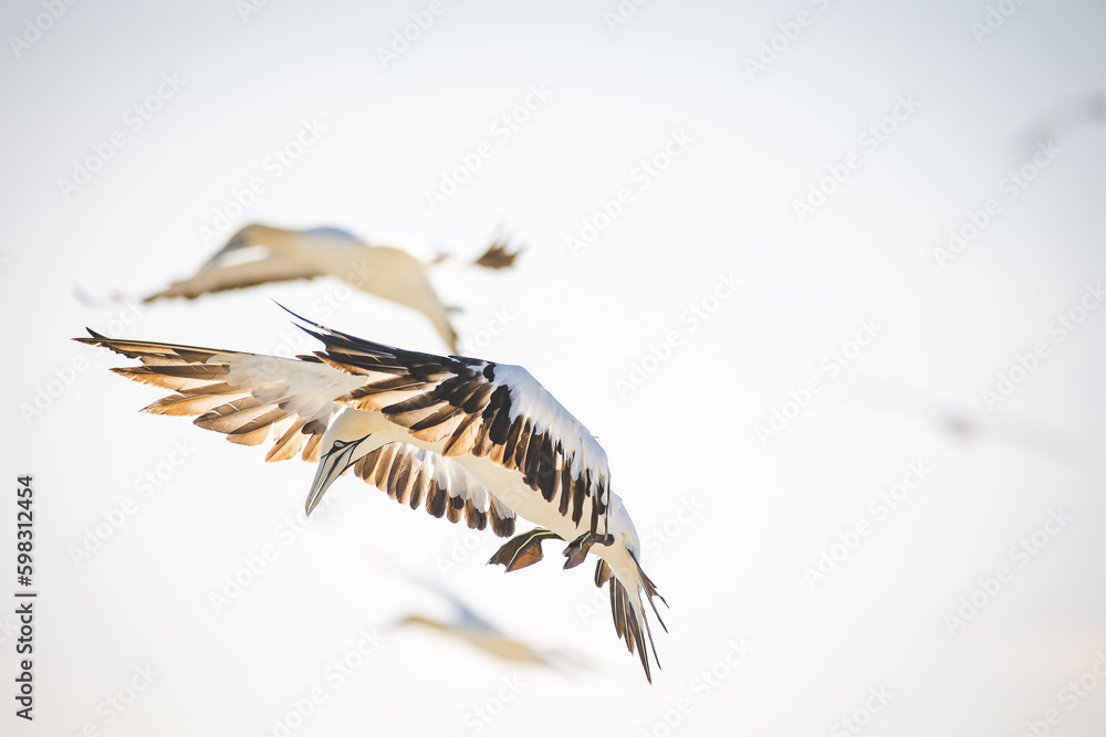 Close up image of a Cape Gannet bird in a big gannet colony on the west coast of South Africa