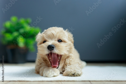 Funny Maltipoo puppy is resting in a modern interior. Beloved pet in the natural atmosphere of a beautiful home.