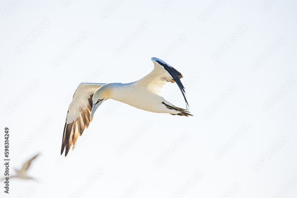 Obraz premium Close up image of a Cape Gannet bird in a big gannet colony on the west coast of South Africa