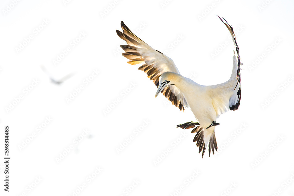 Obraz premium Close up image of a Cape Gannet bird in a big gannet colony on the west coast of South Africa