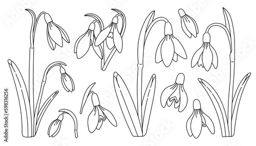 Snowdrop flowers set black and white. Spring wildflower sketch. Blossom plant. Snowdrop flower art. Vector.  Generative AI