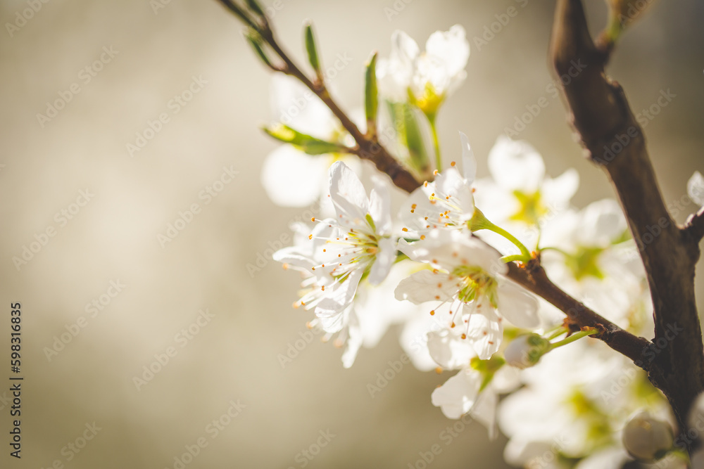 Beautiful Blossoming Apple Orchard in Spring