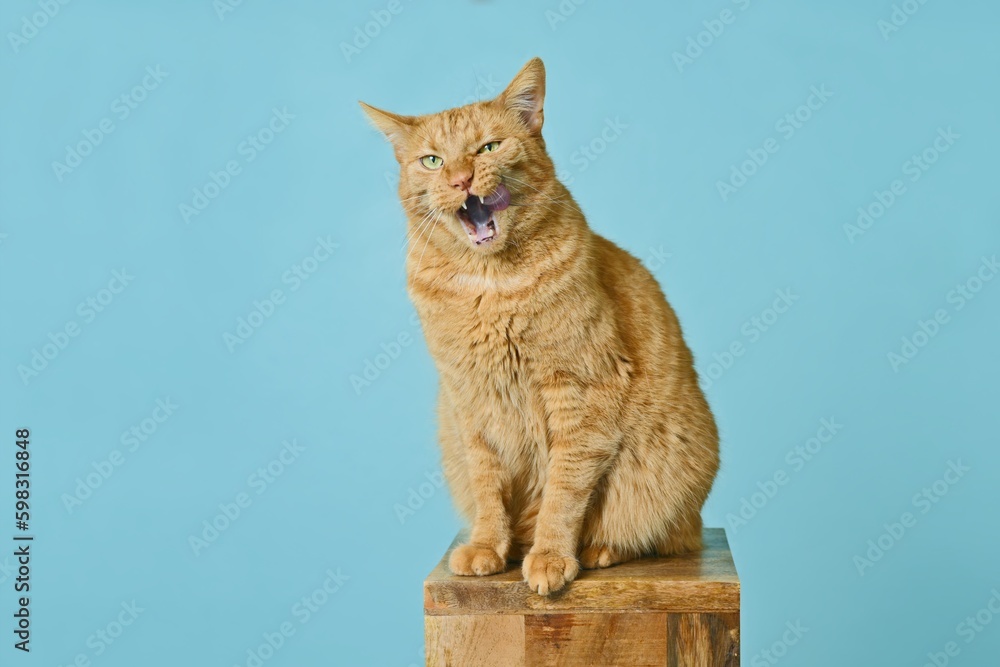 Obraz premium Funny red cat sitting on wooden column and grimacing with sticking out tongue.