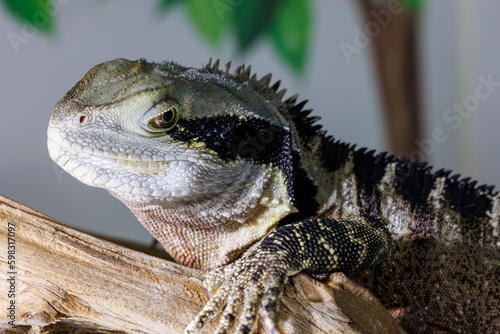 ヒガシウォータードラゴン