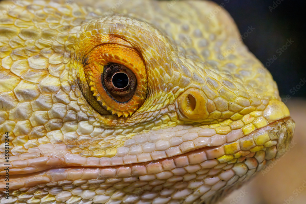 Fototapeta premium フトアゴヒゲトカゲ目のアップ