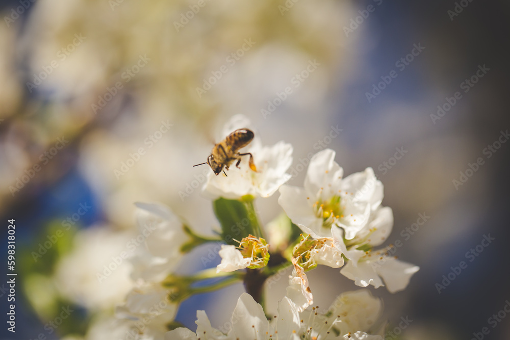 Beautiful Blossoming Apple Orchard in Spring Beautiful Blossoming Apple Orchard in Spring