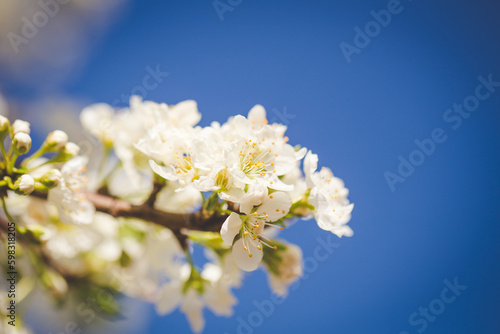 Beautiful Blossoming Apple Orchard in Spring