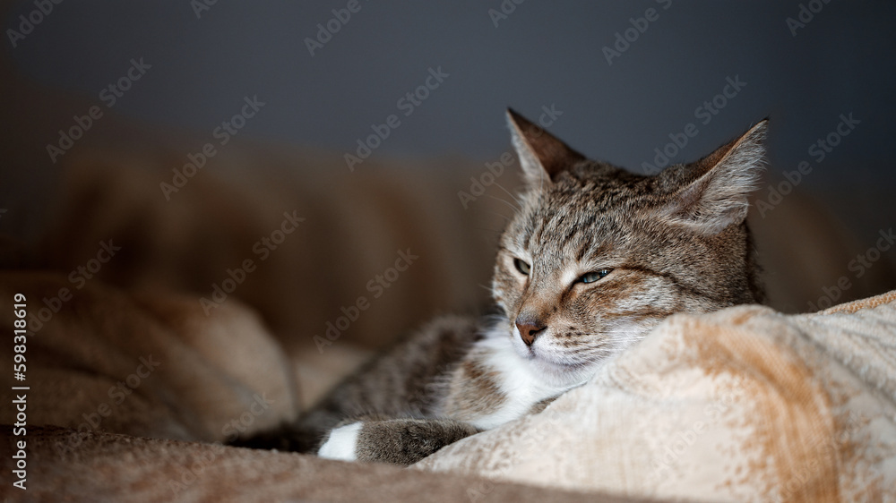 The cat lies on the couch and dozing. Shallow focus. Copyspace.