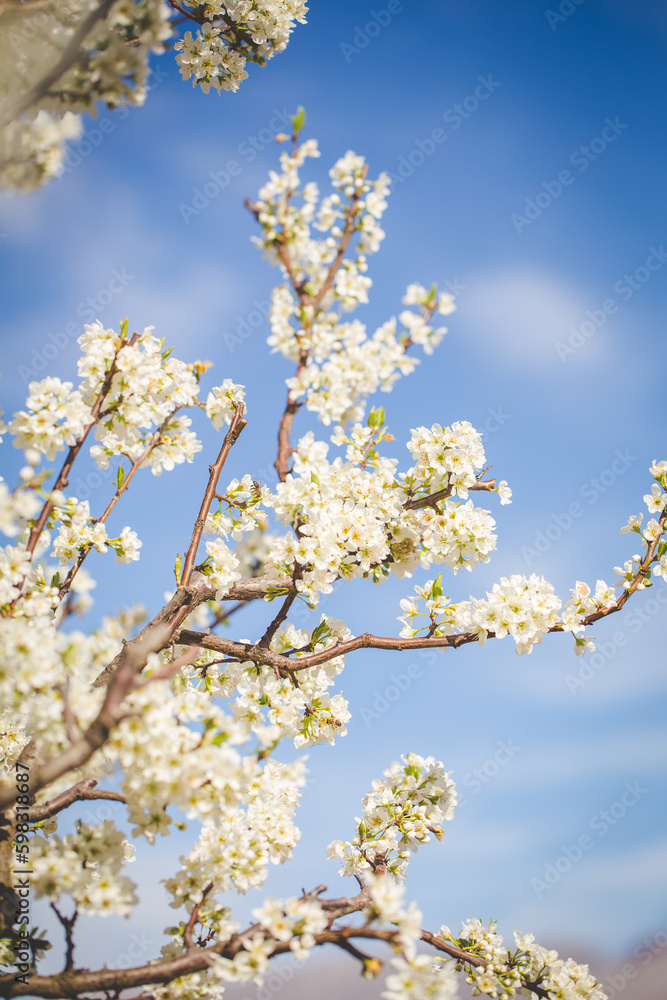 Beautiful Blossoming Apple Orchard in Spring