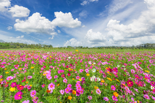 The Cosmos Flower field with sky spring season flowers blooming beautifully in the field
