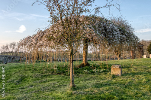 landscape with a tree