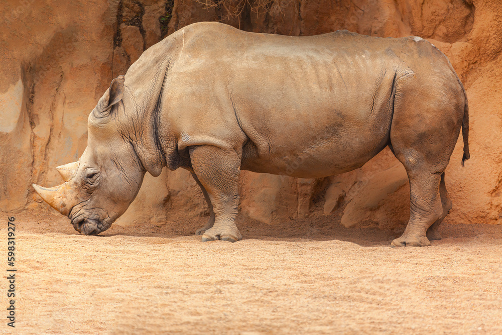 Obraz premium White Rhinoceros Animal . White Rhino Wild Animal 
