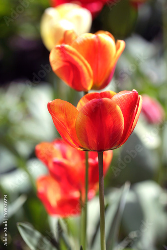 Colorful spring flowers on nature background