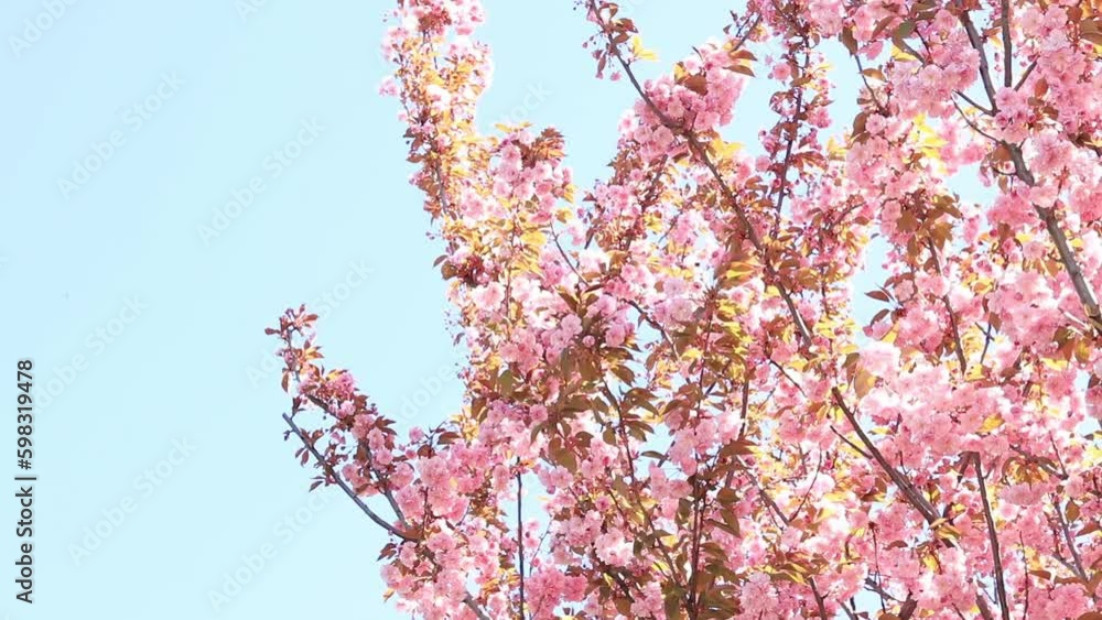 Beautiful pink sakura flowers against spring blue sky. Prunus serrulata Kanzan. Beautiful nature scene with blooming tree at sunny day in springtime. Beautiful park Beautiful pink sakura flowers against spring blue sky. Prunus serrulata Kanzan. Beautiful nature scene with blooming tree at sunny day in springtime. Beautiful park