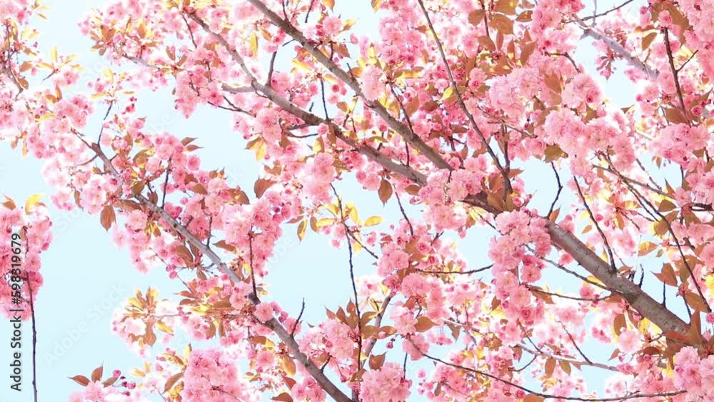 Beautiful pink sakura flowers against spring blue sky. Prunus serrulata Kanzan. Beautiful nature scene with blooming tree at sunny day in springtime. Beautiful park Beautiful pink sakura flowers against spring blue sky. Prunus serrulata Kanzan. Beautiful nature scene with blooming tree at sunny day in springtime. Beautiful park