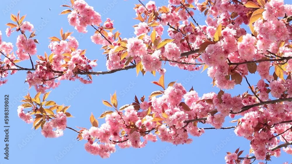Beautiful pink sakura flowers against spring blue sky. Prunus serrulata Kanzan. Beautiful nature scene with blooming tree at sunny day in springtime. Beautiful park Beautiful pink sakura flowers against spring blue sky. Prunus serrulata Kanzan. Beautiful nature scene with blooming tree at sunny day in springtime. Beautiful park