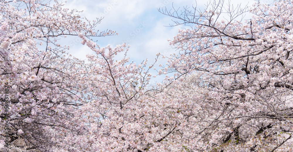 Cherry blossom Shimoe Yoshino sakura with blue sky, Japanese sakura cherry blossom in full bloom season.