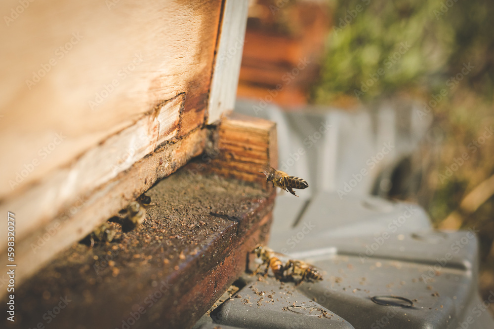 Close up image of bees leaving a bee hive to pollinate fruit trees in an orchard Close up image of bees leaving a bee hive to pollinate fruit trees in an orchard