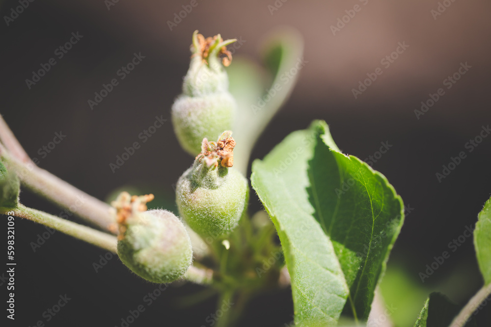 Close up image of apples in an apple orchard in south africa Close up image of apples in an apple orchard in south africa