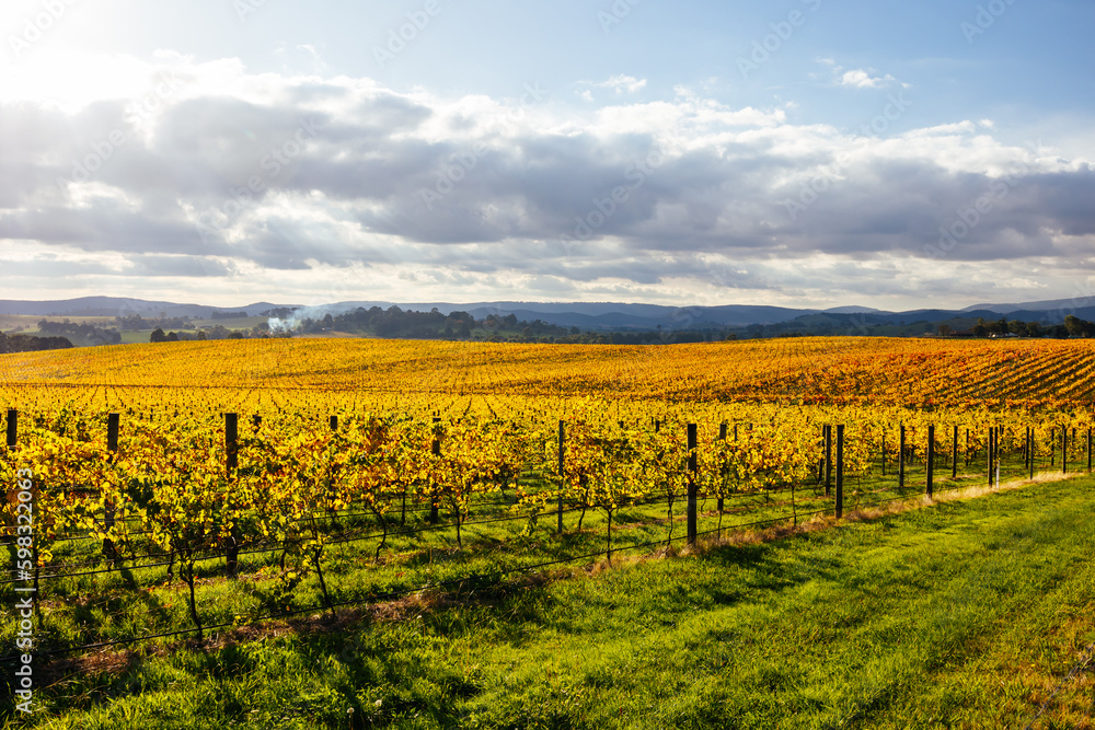 Fototapeta premium Yarra Valley Vineyard and Landscape in Australia