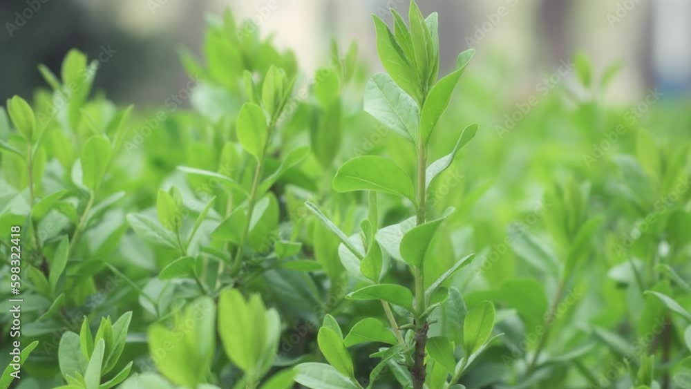 Close-up of small green sprouts on trimmed branches of bushes. Close-up of small green sprouts on trimmed branches of bushes.