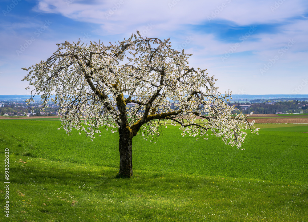 Spring scenic with a flowering cherry tree Spring scenic with a flowering cherry tree