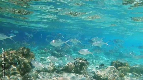 School of small spotted dart swimming over tropical coral in coral garden in reef of Maldives island in wide angle video camera mode photo