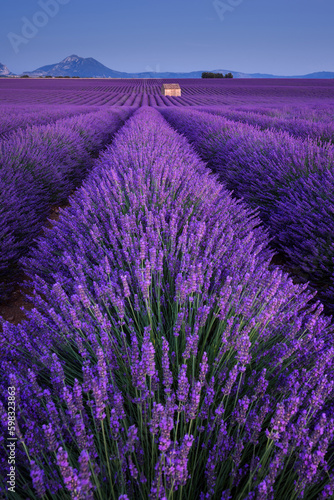 Lavender fields in Provence at twilight. Valensole Plateau  Alpes-de-Haute-Provence  France
