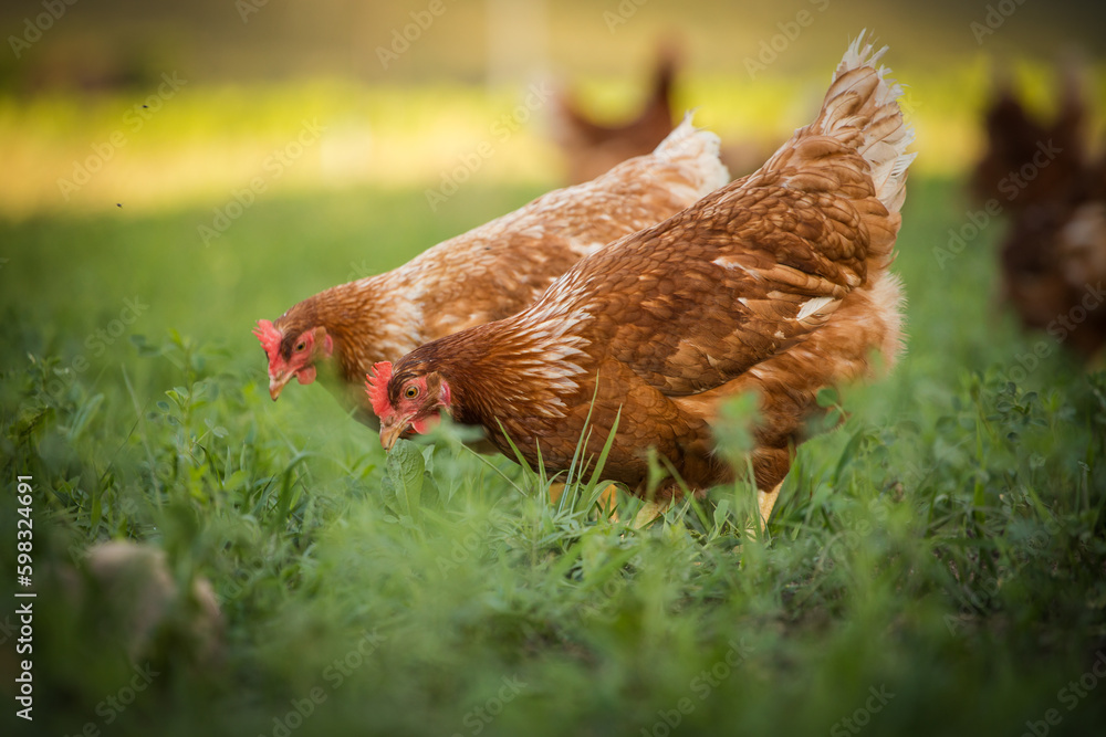 Fototapeta premium Close up image of a free range chicken on a farm in a field and in the chicken coop.