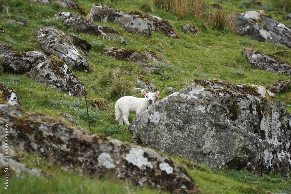 Sheep grazing fresh grass in the Wicklow National Park