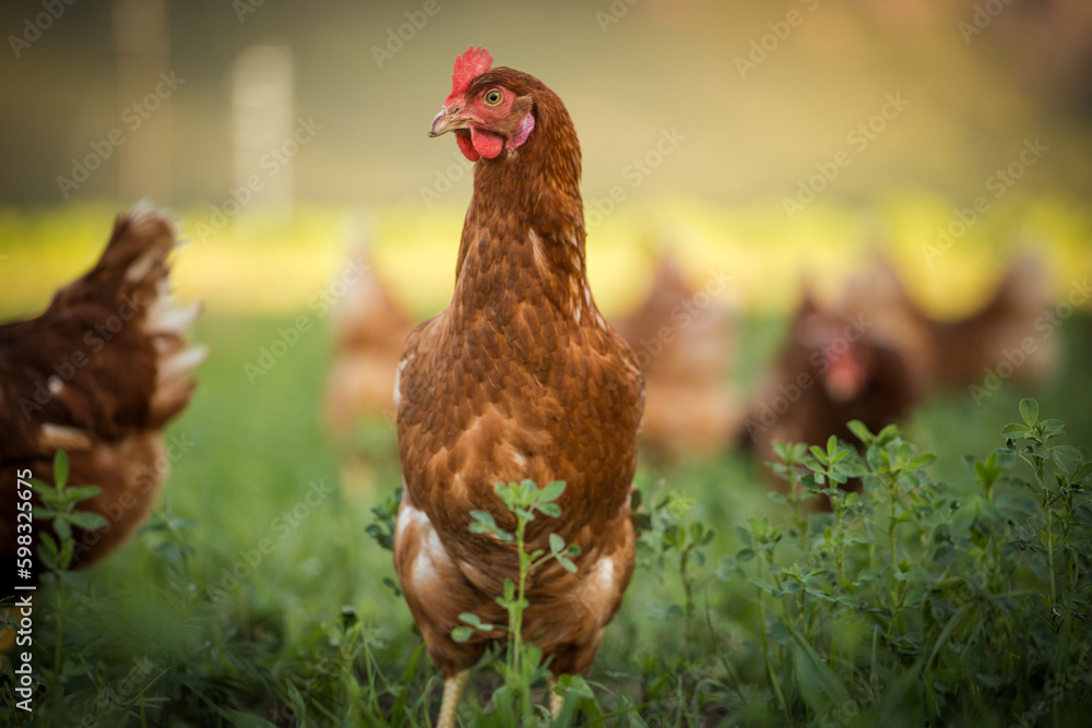 Fototapeta premium Close up image of a free range chicken on a farm in a field and in the chicken coop.