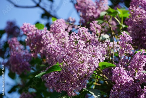 Close up of blooming flowers in the sun