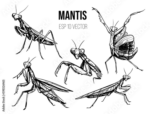 Mantis insect vector set. Black outline on a transparent background. Hand drawn sketch