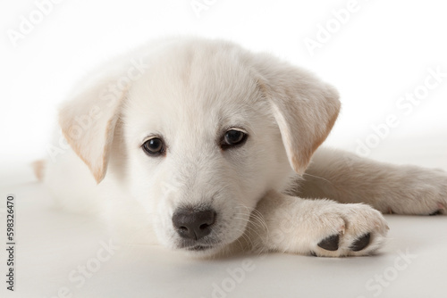 Portrait of a cute white puppy dog on white background