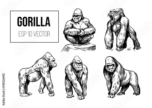 Gorilla vector set. ape, monkey animals. Black outline on a transparent background. Hand drawn sketch
