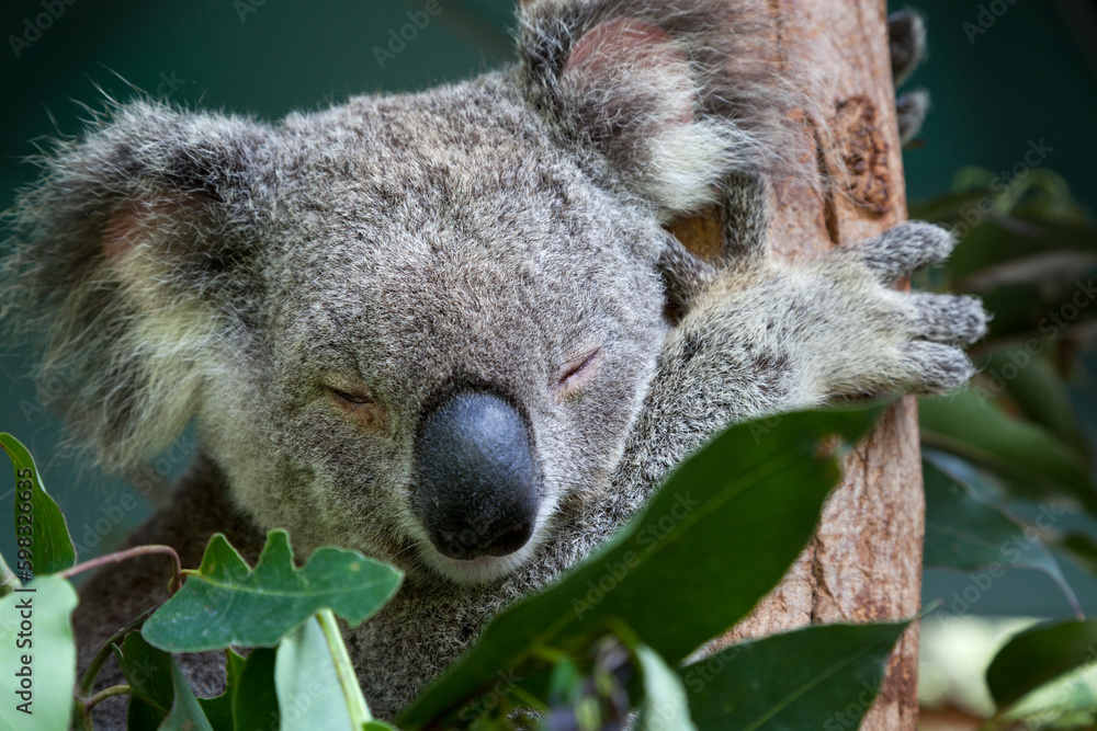 Fototapeta premium Koala sleeping in an eucalyptus tree, Queensland, Australia 