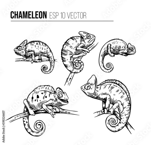 Chameleon vector set.black outline on a transparent background. Hand drawn sketch