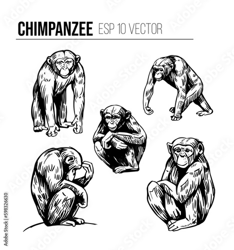 Chimpanzee monkey realistic vector set.black outline of apes on a transparent background. Hand drawn sketch
