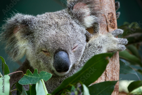 Photography Koala sleeping in an eucalyptus tree, Queensland, Australia