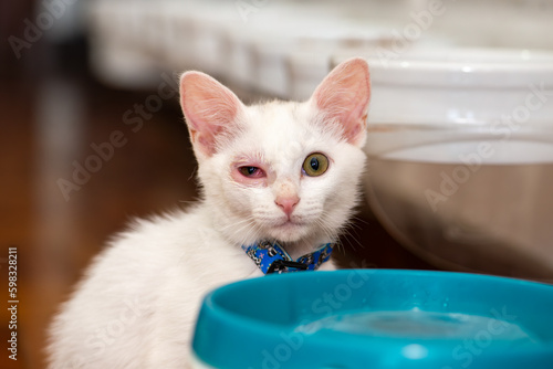 Small and young kitty cat with pinkeye disease