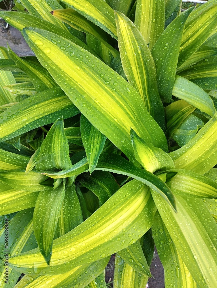 queen of Dracaena plant growth in the garden house queen of Dracaena plant growth in the garden house