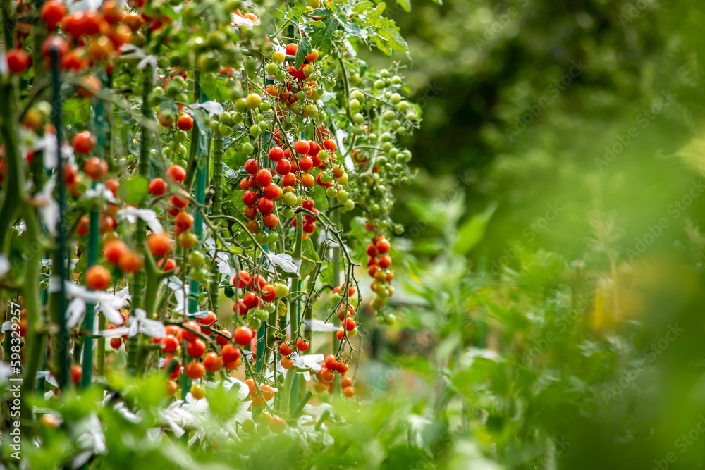 Obraz premium 鈴生りに育った農園のミニトマト