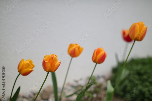 Red orange yellow tulips in spring