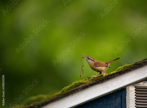 bird building nest green moss