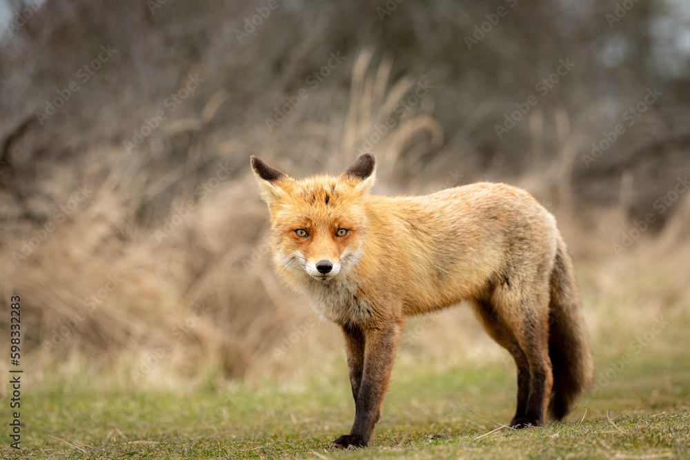 Red Fox in the wilderness Red Fox in the wilderness
