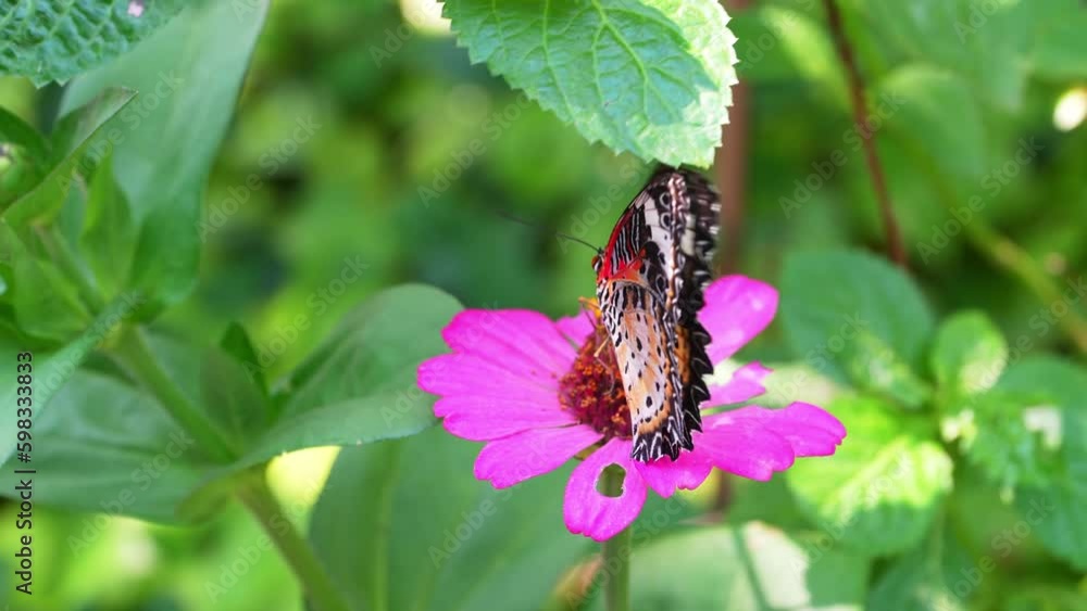 Tropical Butterfly in the Blossoming Gardens of Thailand Tropical Butterfly in the Blossoming Gardens of Thailand