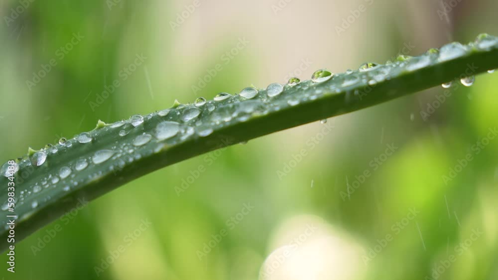 water drop on aloe vera with green background. water drop on aloe vera with green background.