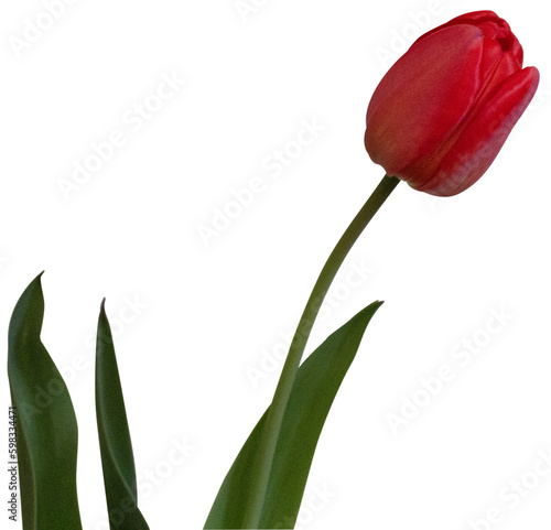 red tulip on transparent background (ID: 598334471)